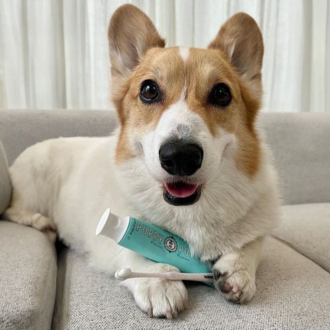 Pet Leash